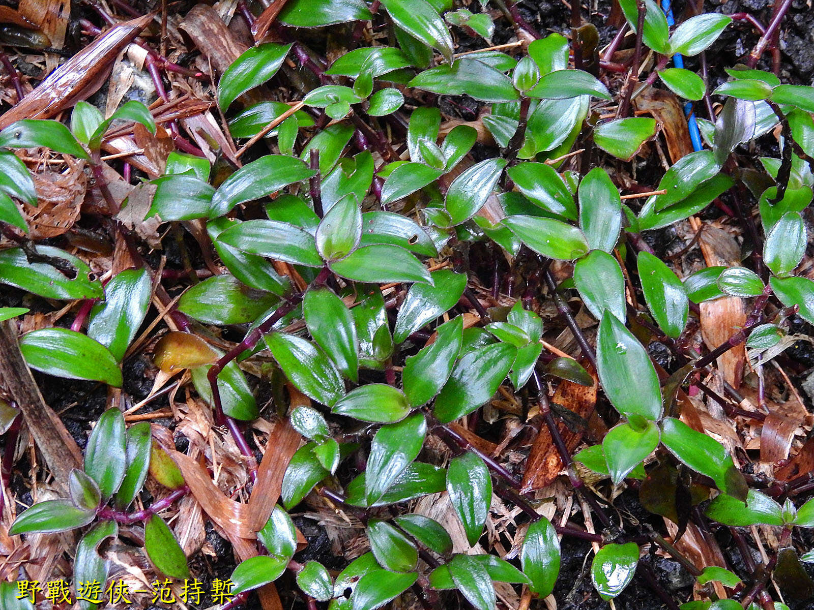 Image of Belosynapsis ciliata (Blume) R. S. Rao