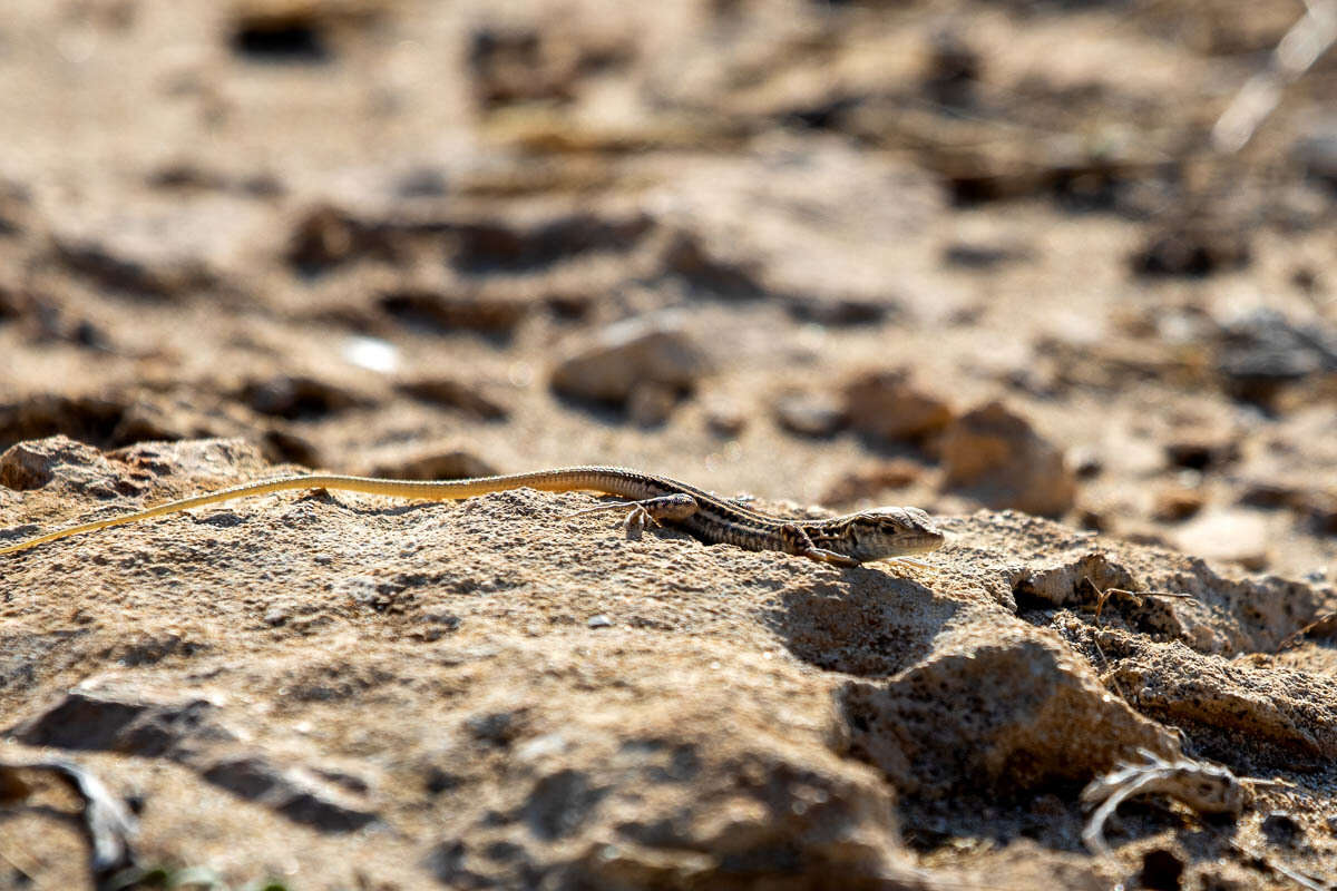 Image of Schreiber's Fringe-fingered Lizard