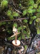 Image de Rhodocollybia incarnata (G. Stev.) J. A. Cooper 2014