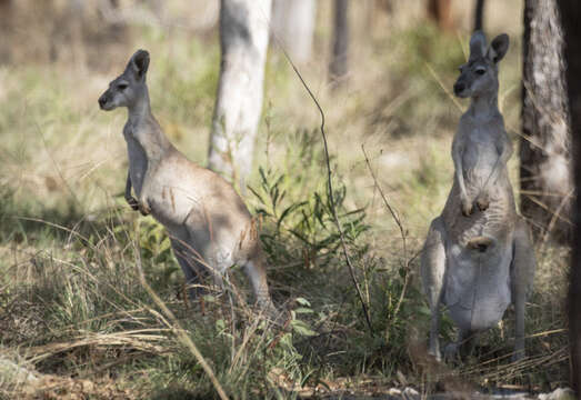 Image of Antilopine Kangaroo