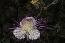 Image of Lasioglossum pseudosphecodimorphum (Blüthgen 1923)