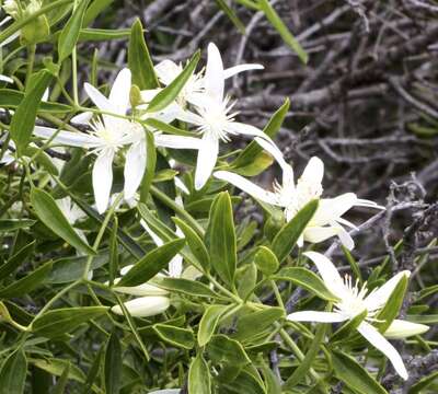 Image of Clematis pubescens Hueg. ex Endl.