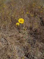 Image of Heermann's tarweed