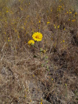 Image of Heermann's tarweed