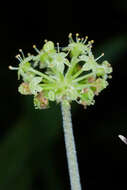 Image de Hydrocotyle mexicana Cham. & Schltdl.