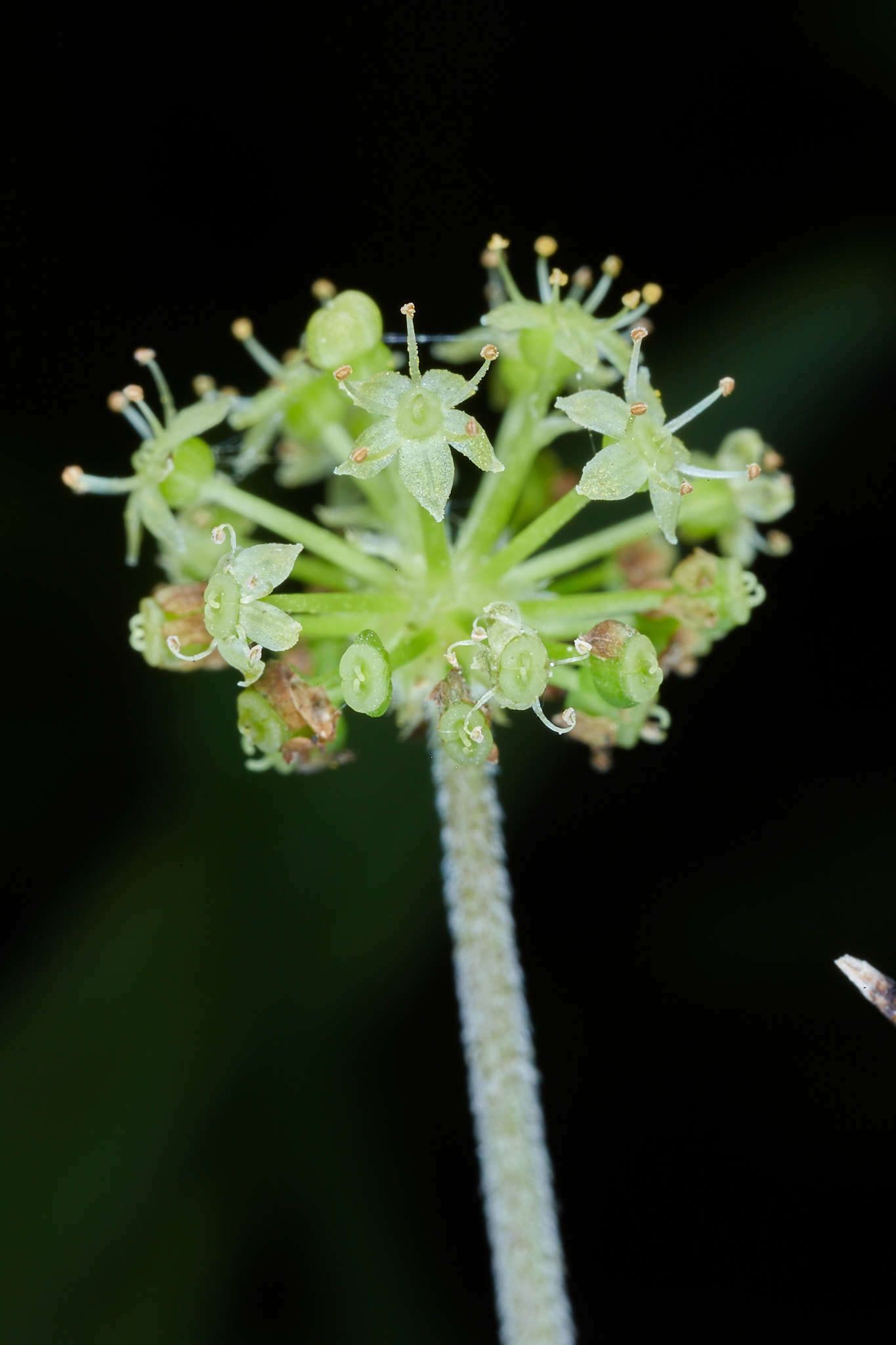 Imagem de Hydrocotyle mexicana Cham. & Schltdl.