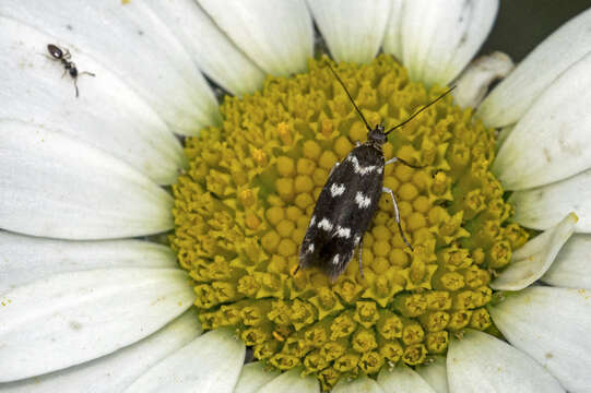 Image of Scythris scopolella Linnaeus 1767