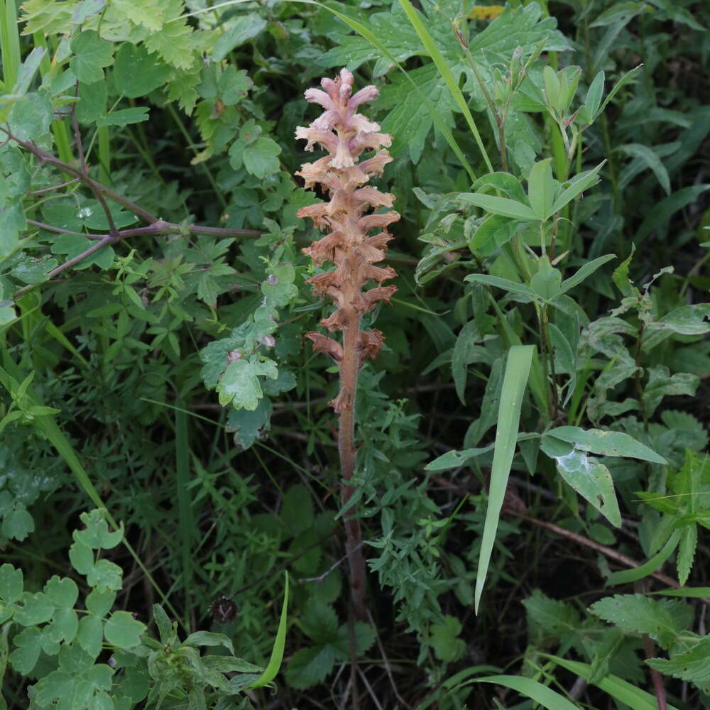 Image de <i>Orobanche krylowii</i> Beck