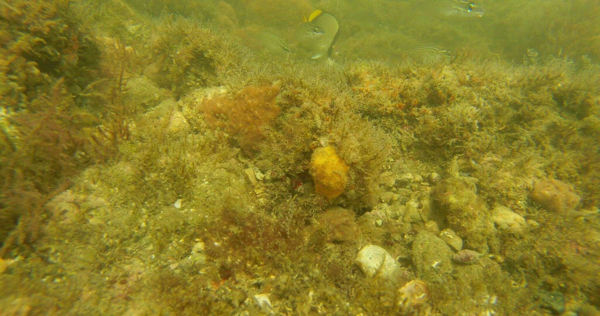 Image of Horseshoe butterflyfish