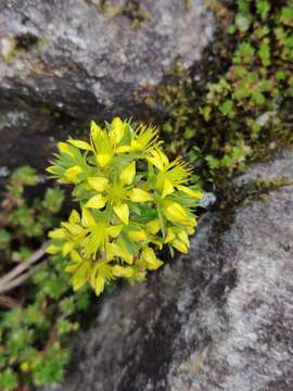 Image of Sedum trullipetalum Hook. & Thoms.