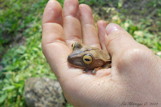 Image of Atlantic Forest Treefrog