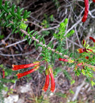 Image of Erica glandulosa subsp. fourcadei (L. Bolus) E. G. H. Oliv. & I. M. Oliv.