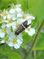 Image of Nemophora congruella Fischer von Röslerstamm 1838