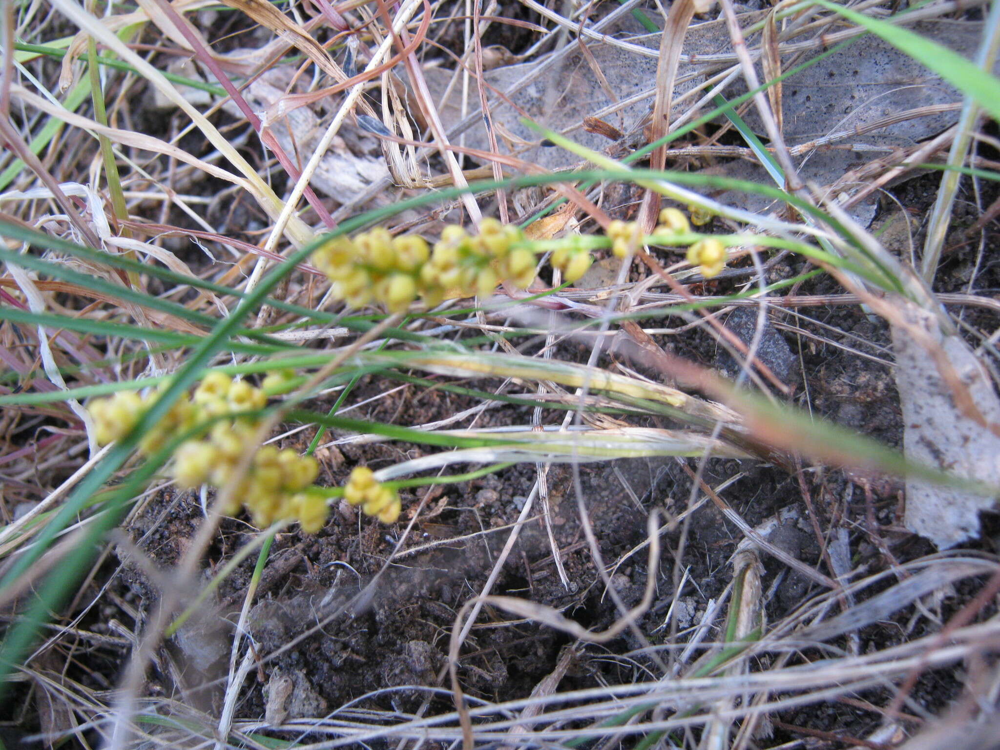 Imagem de Lomandra sororia (F. Muell. ex Benth.) Ewart