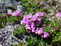 Image of Thymus glabricaulis