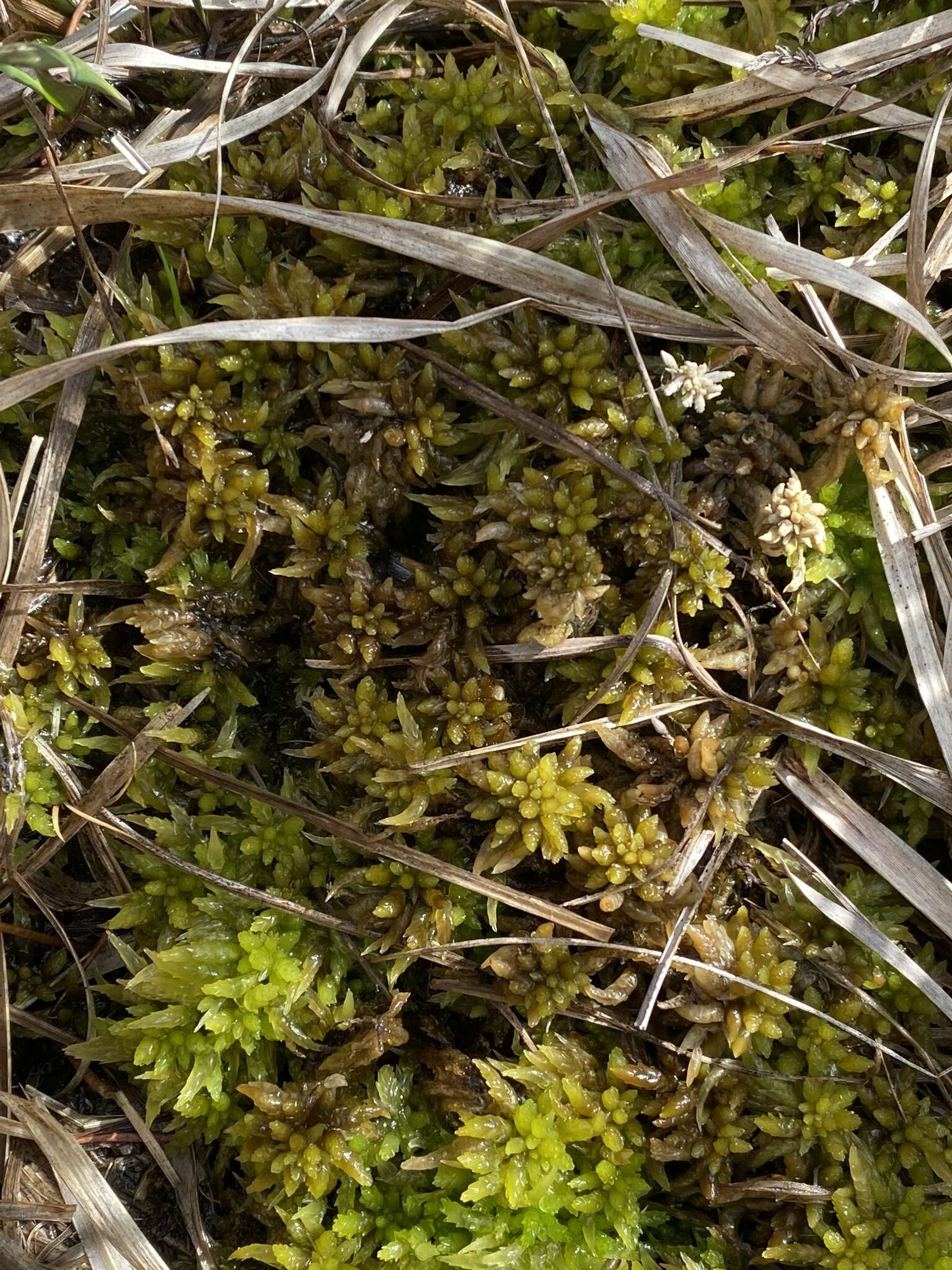 Sphagnum denticulatum Bridel 1826的圖片