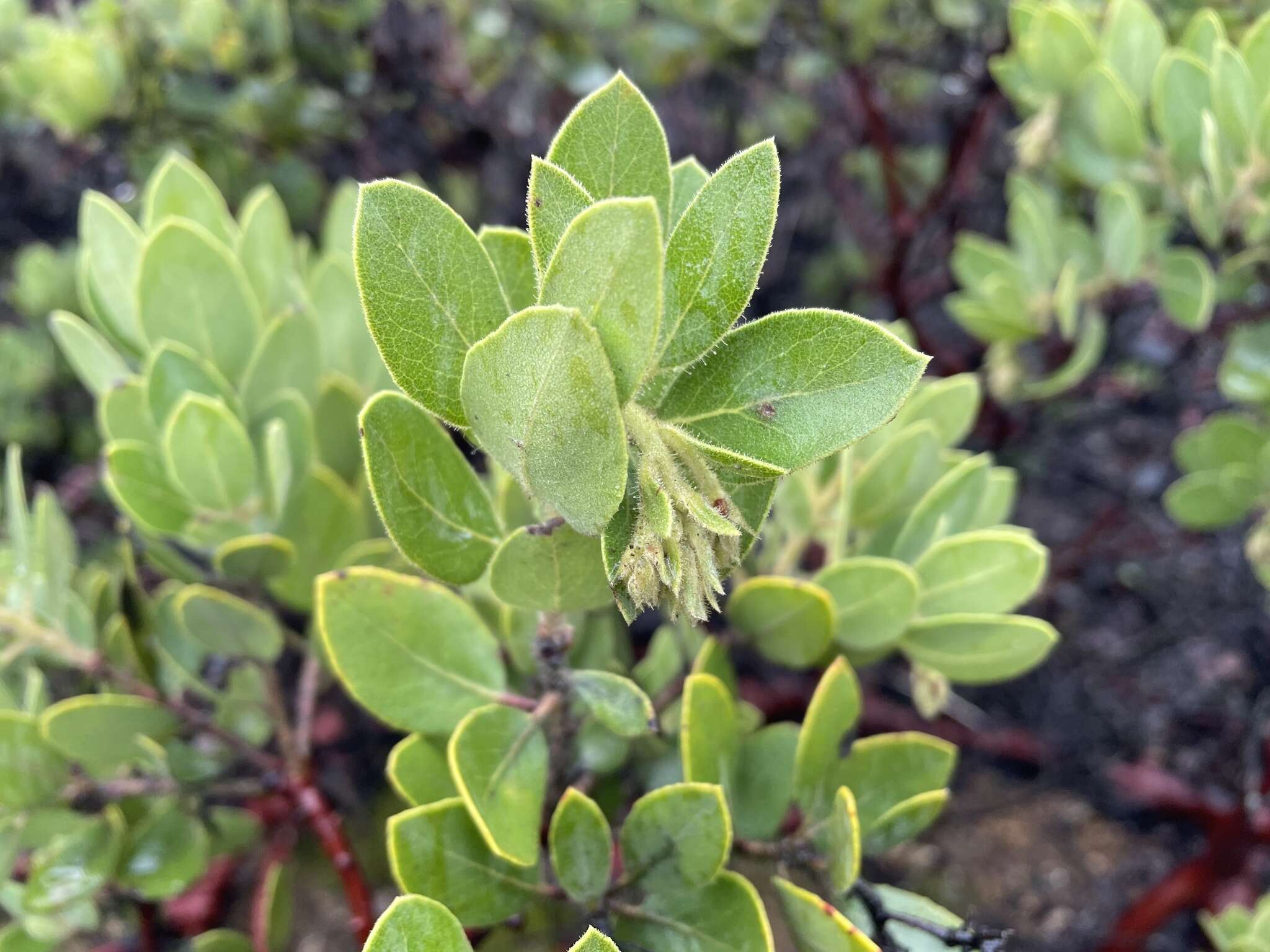 Слика од Arctostaphylos crustacea subsp. subcordata (Eastw.) V. T. Parker, M. C. Vasey & J. E. Keeley