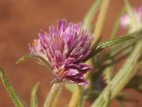 Image of Gomphrena flaccida R. Br.