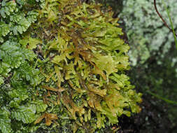 Sphagnum truncatum Hornschuch 1841的圖片