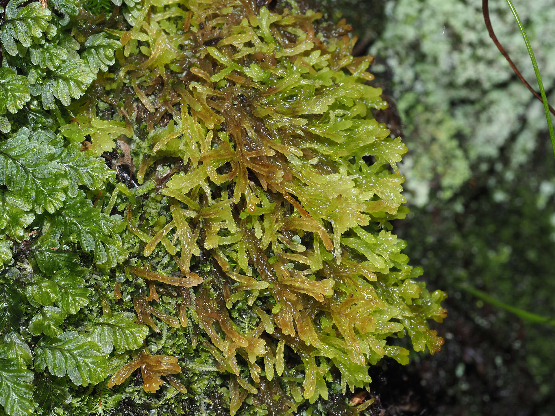 Sphagnum truncatum Hornschuch 1841的圖片