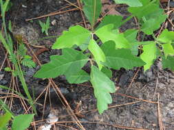 Imagem de Toxicodendron pubescens Mill.