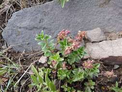 صورة Veronica vendettadeae Albach