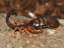 Image of Florida Bark Scorpion