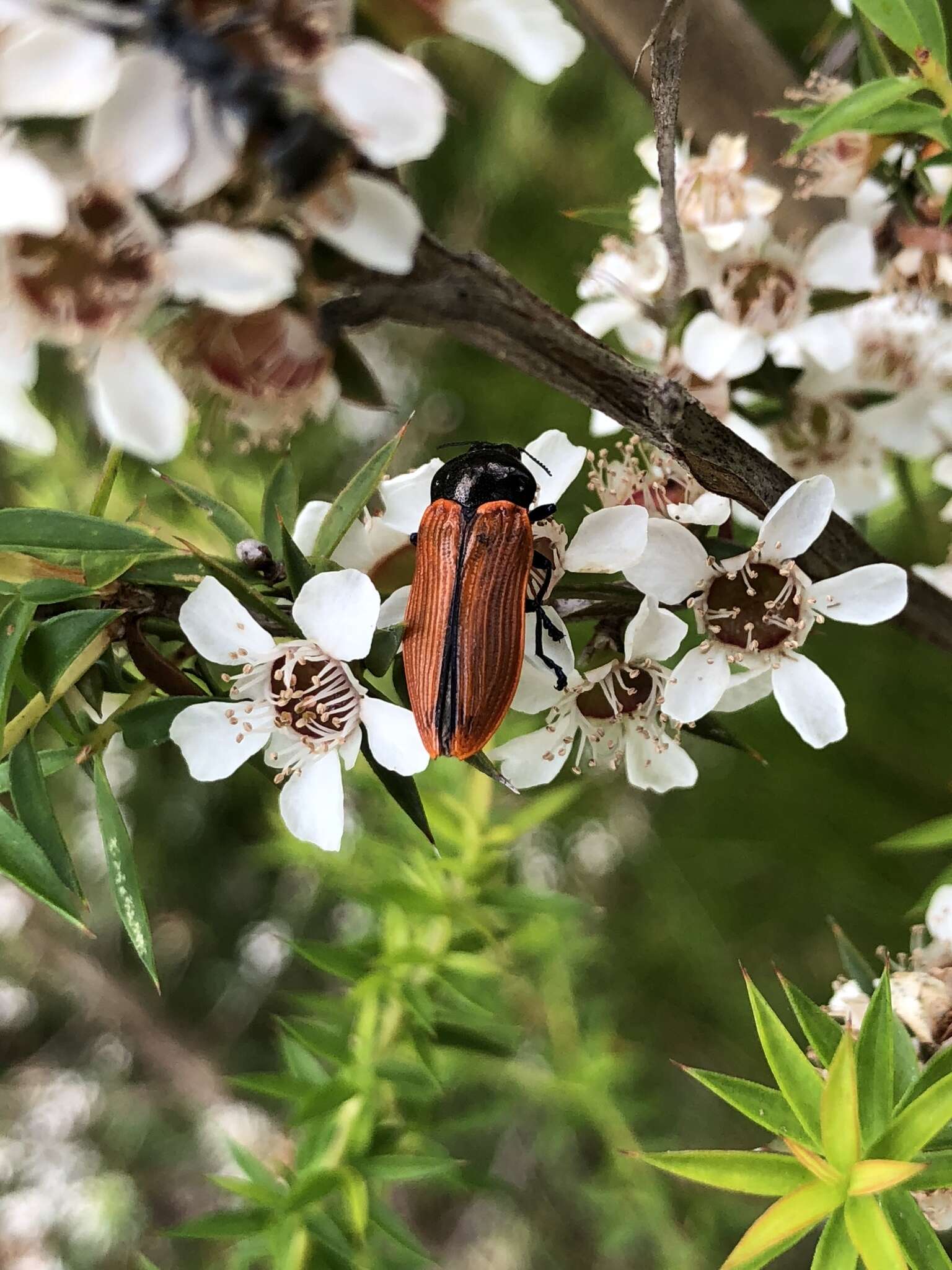 Image of Castiarina rufipennis (Kirby 1818)