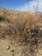 Image of scallopleaf sage