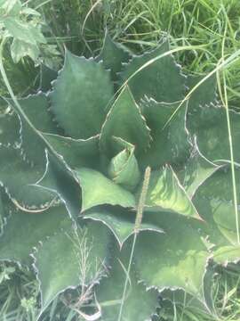 Image of Agave cupreata Trel. & A. Berger