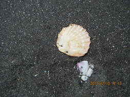 Image of New Zealand scallop