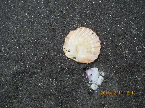 Image of New Zealand scallop