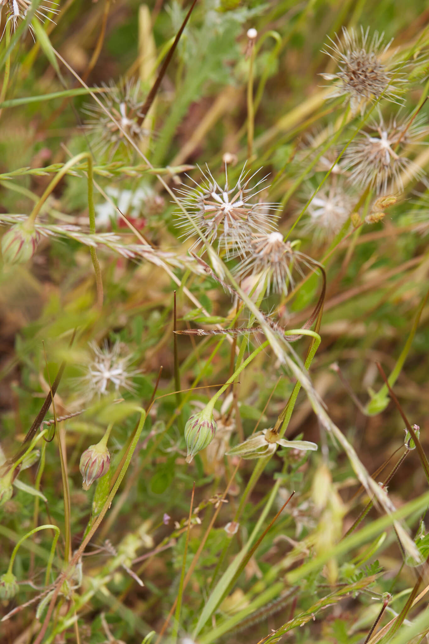 Image of Douglas' silverpuffs