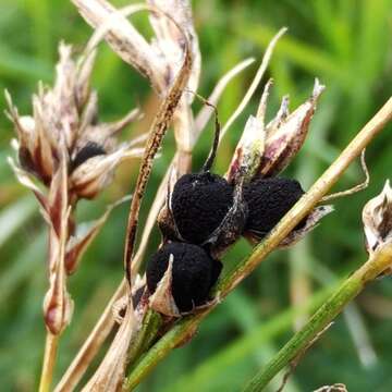 Plancia ëd Anthracoidea sempervirentis Vánky 1979