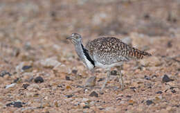 Image of Chlamydotis undulata fuertaventurae (Rothschild & Hartert 1894)