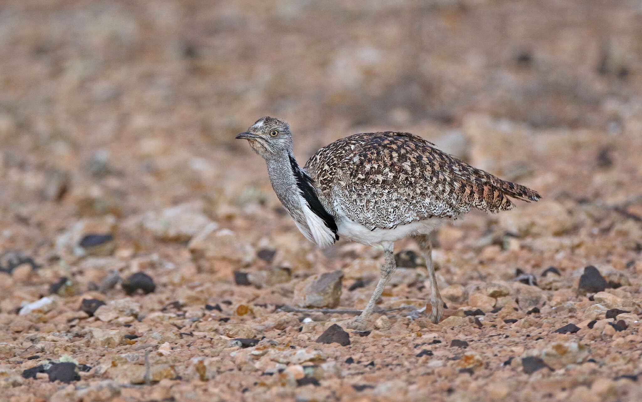 Image of Chlamydotis undulata fuertaventurae (Rothschild & Hartert 1894)