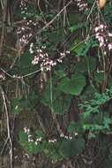 Image of Heuchera longipetala var. orizabensis (Hemsl.) R. A. Folk