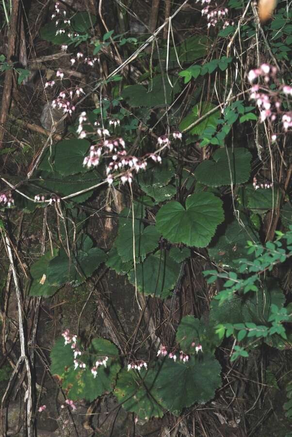 Image of Heuchera longipetala var. orizabensis (Hemsl.) R. A. Folk