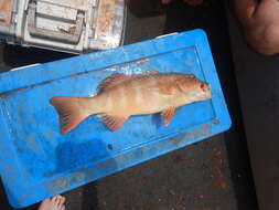 Image of Barcheek coral trout