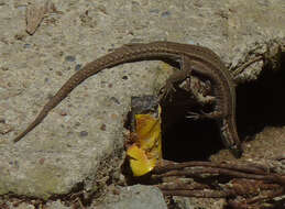 Image of Columbretes Wall Lizard