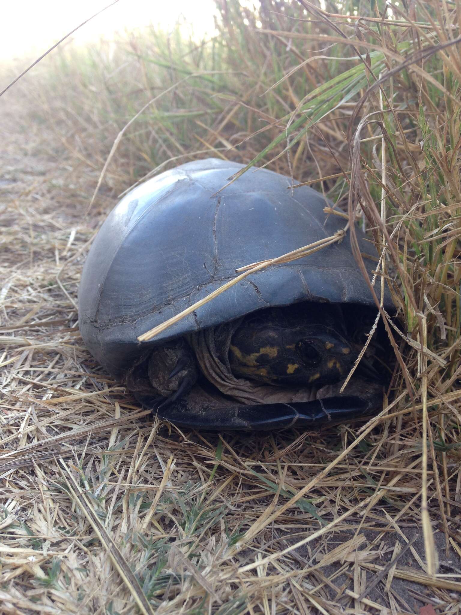 Image of Okavango Mud Turtle