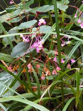 Слика од Begonia grandis Dryand.