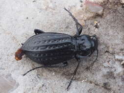 Imagem de Carabus (Limnocarabus) clatratus Linnaeus 1760