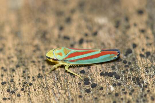 Image of Red-banded Leafhopper