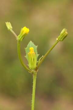 Garhadiolus papposus Boiss. & Buhse resmi