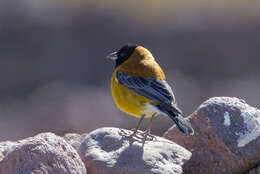 Слика од Phrygilus atriceps (d'Orbigny & Lafresnaye 1837)