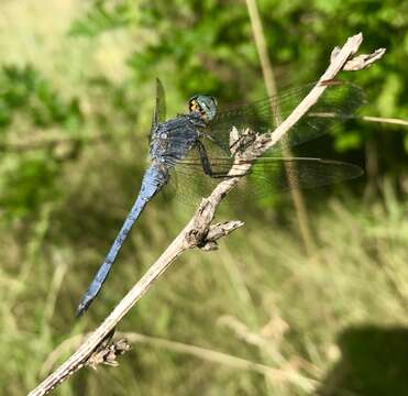 Image of <i>Orthetrum coerulescens anceps</i> (Schneider 1845)