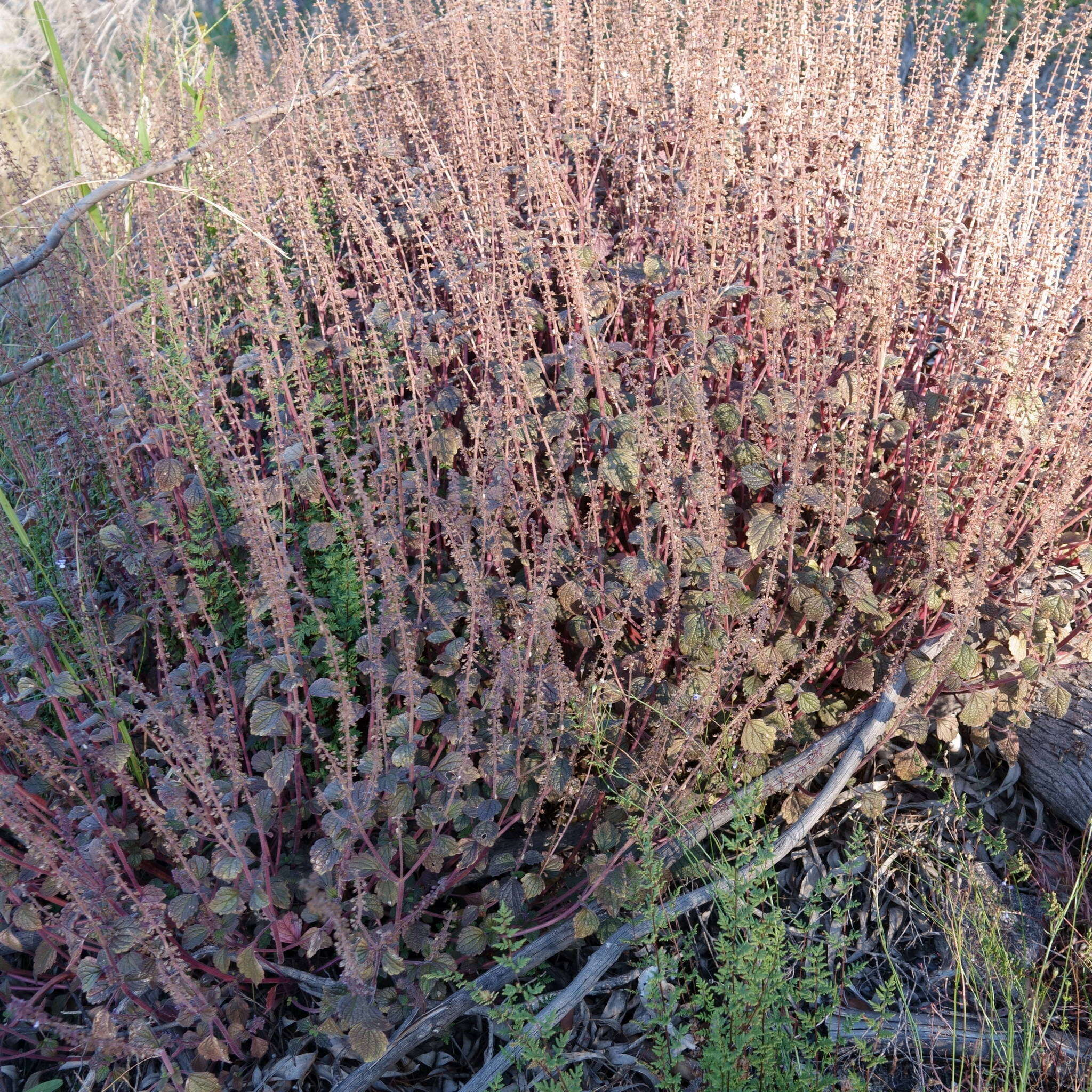 Image de <i>Coleus australis</i>