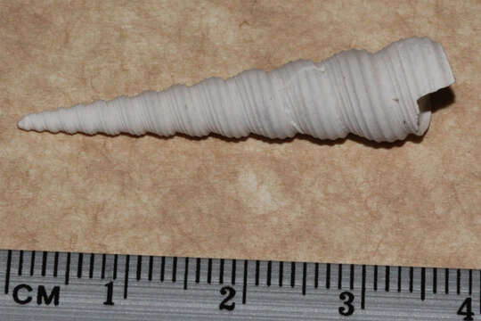 Image of auger screw shell