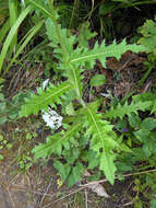 Image of Cirsium maackii Maxim.